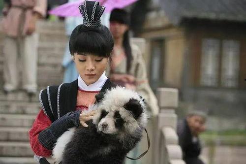 熊猫大侠演员,笑傲江湖的侠骨柔情